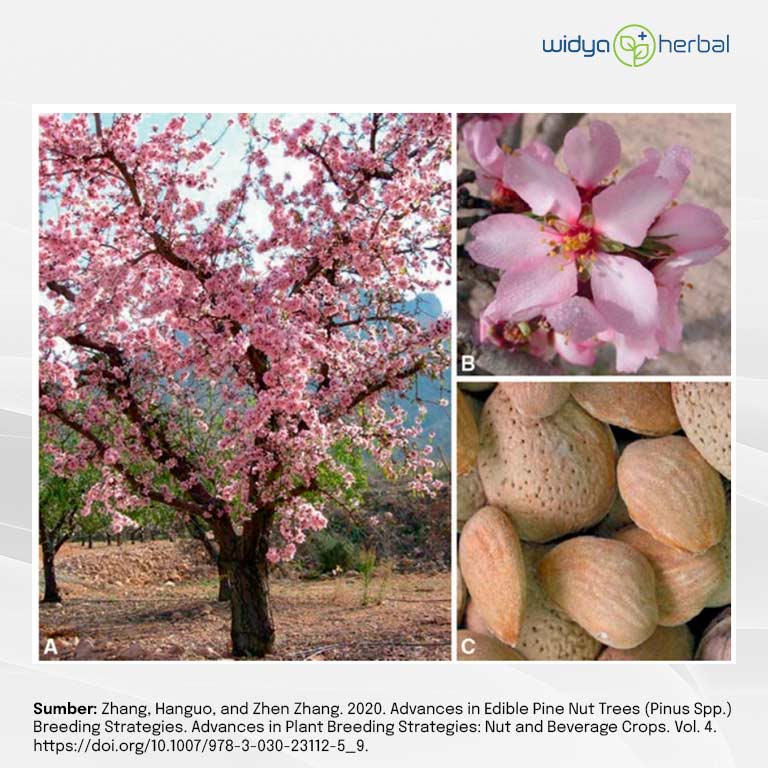 Kandungan Nutrisi Melimpah, Yuk Kenali Lebih Dalam Kacang Almond